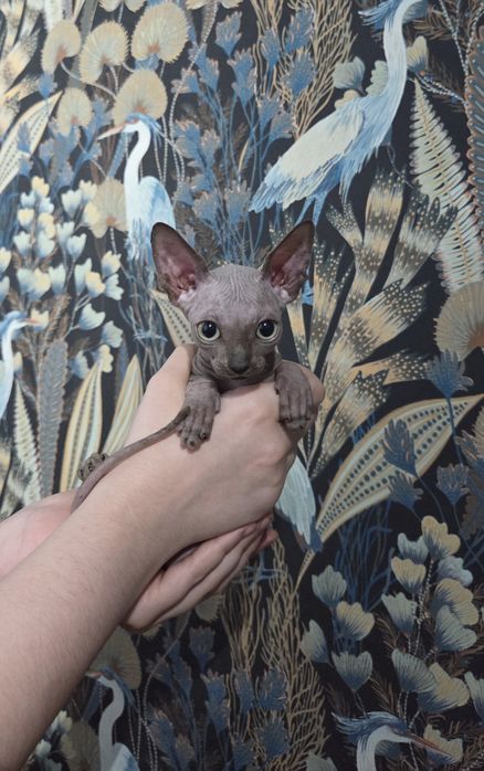 Sfinks Kanadyjski chłopczyk ROMUŚ