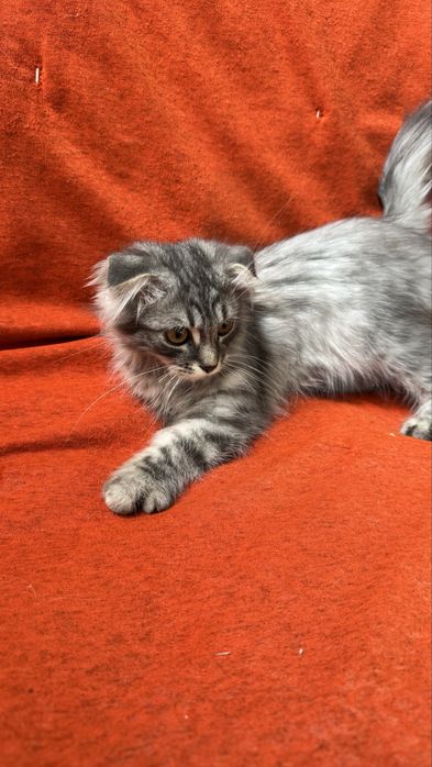Котята британцы