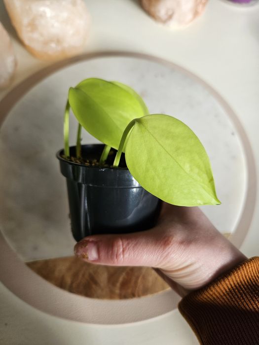 Epipremnum neon golden pothos