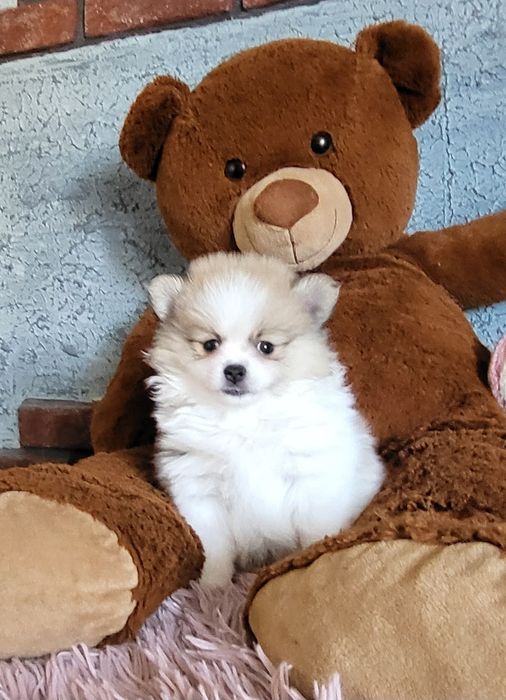 Szpic miniaturowy pomeranian