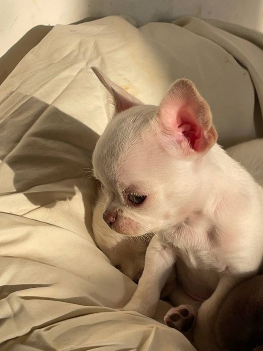 Короткошерстний хлопчик чіхуахуа