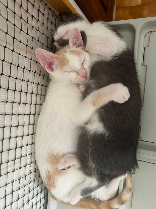 Gatinhos Zeca e Neko para adopção responsável