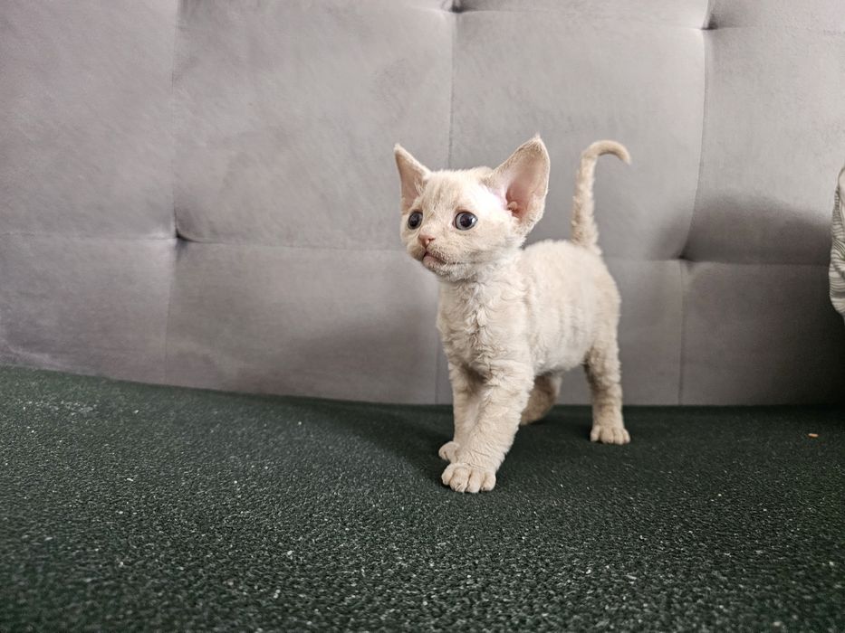 Kociak Devon rex, rodowód FPL