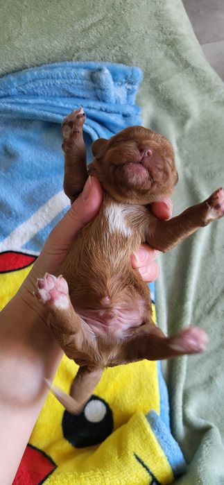 Cavapoo F1 red chłopiec odbiór koniec kwietnia Warszawa Białołęka • OLX.pl