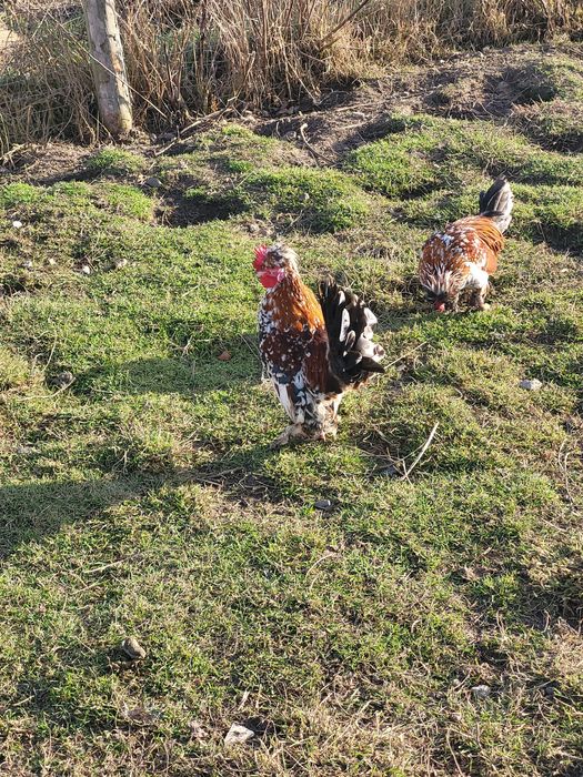 Sprzedam karzełek bułgarski czubaty łapciaty dżinka