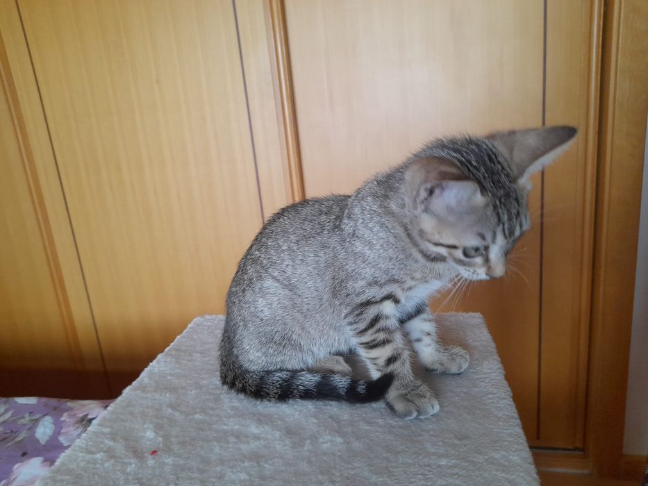 Ofereço  gatinha