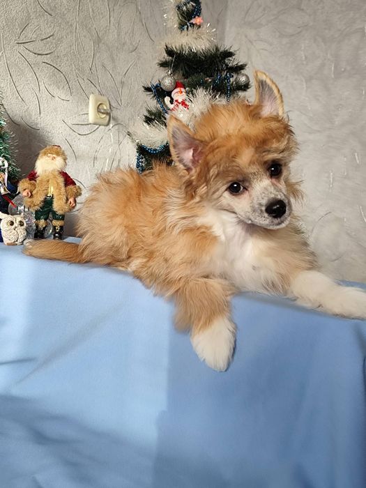 Пухнасте цуценя китайської чубатої