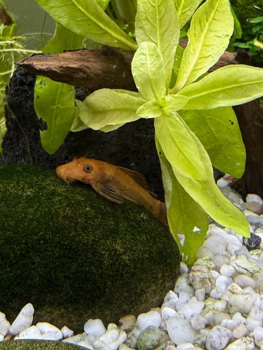 Ancistrus Super Red juvenis