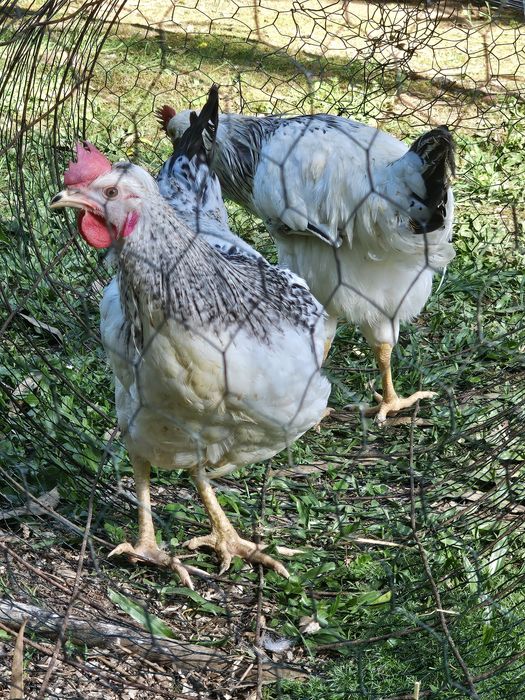 Frangos/ Galos do Campo