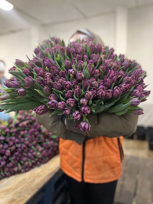 Заголовок: Тюльпани оптом Ужгород | Місцевий тюльпан | Голландський