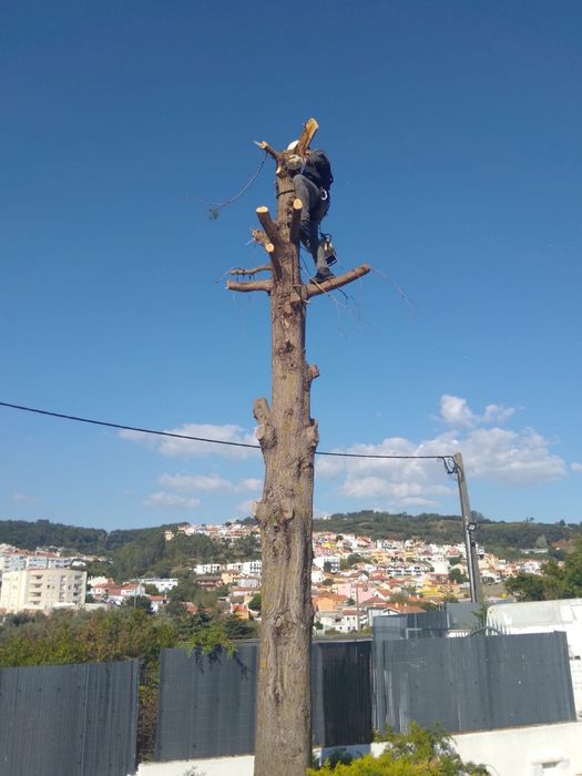 Limpeza terreno e corte arvores