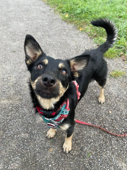 Zara – nieśmiała, wesoła sunia do pokochania! Adopcja