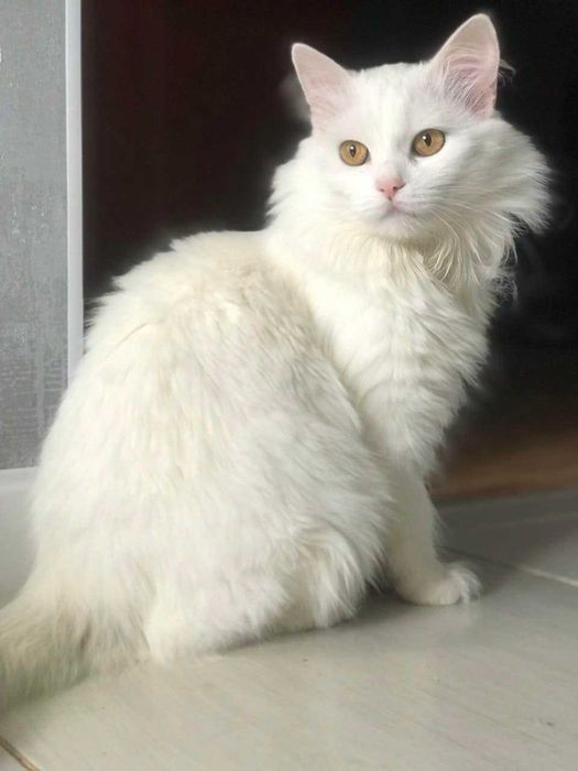 Білий ,шикарний кіт Джейсон шукає родину
