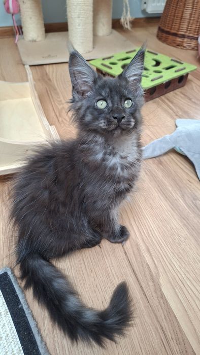 Maine Coon Kocięta