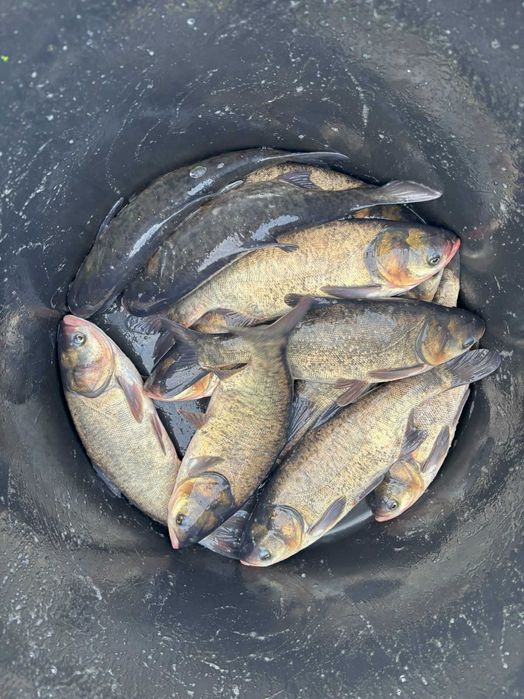 Karp kroczek, zarybieniowy, narybek i inne