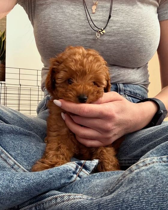 Той-пуделі з документами та стабільною психікою