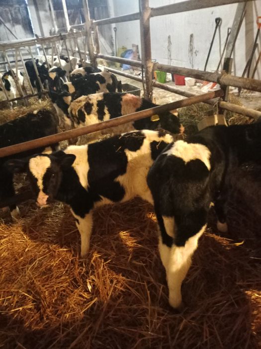 Byki cielaki 1,5 miesiąca