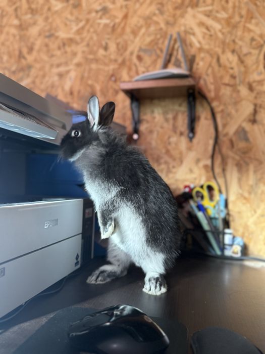 Vendo coelha ana mansa