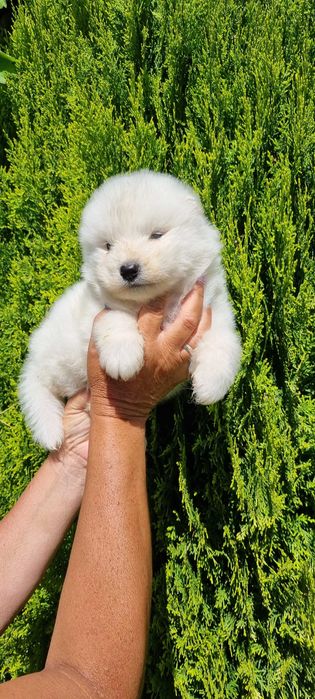 Piekna suczka Samojed