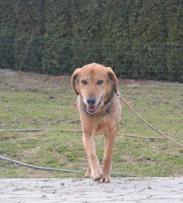 Czy jesteś gotowy, by dać mu szczęśliwe życie?