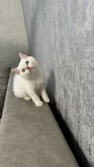 Британський котик