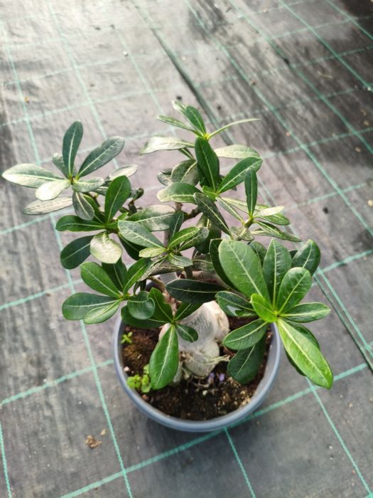 Rosa do Deserto (Adenium obesum) - planta em vaso