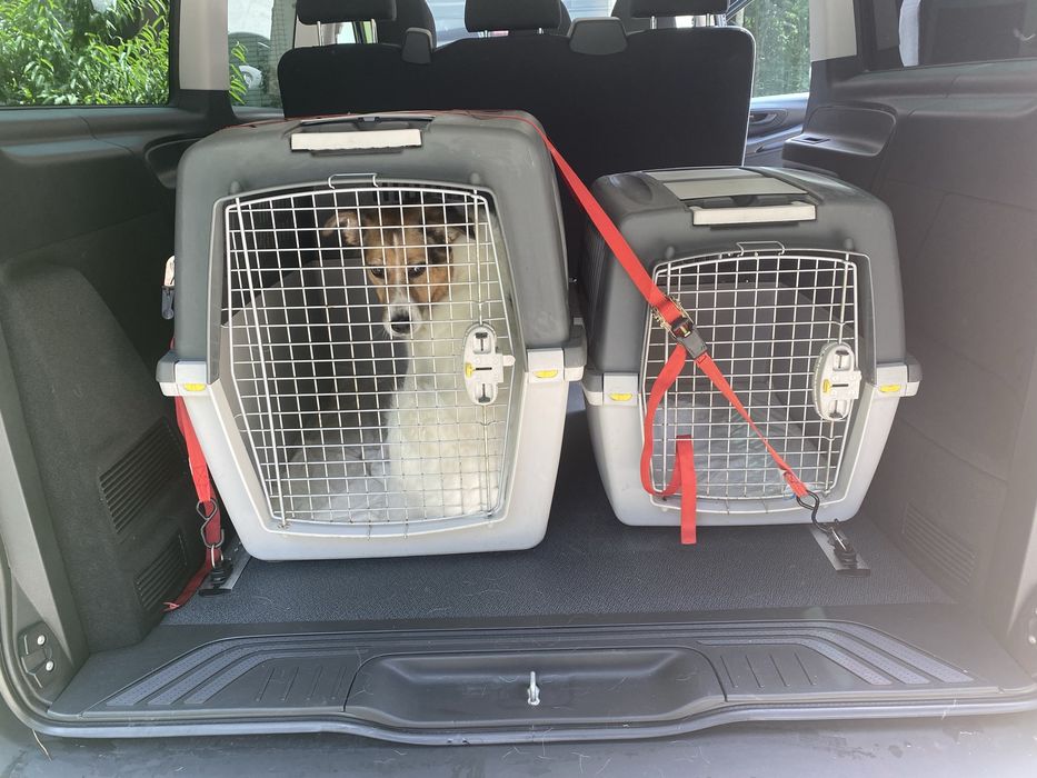 VIP Pet Przewóz transport zwierząt domowych psy koty itp.