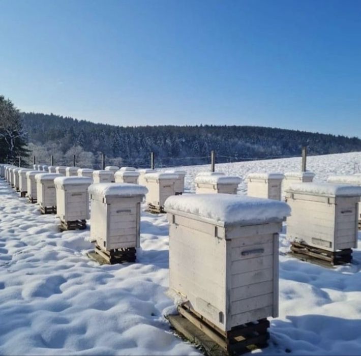 Miód nektarowy-leśny                             1 x słoik 1250g/900ml