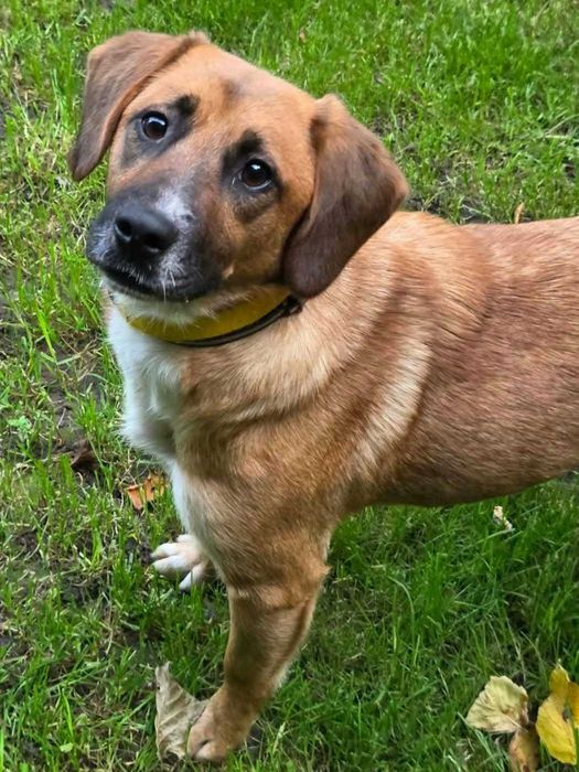 Fajna, młoda, średniej wielkości sunia FIGA poleca się do adopcji!