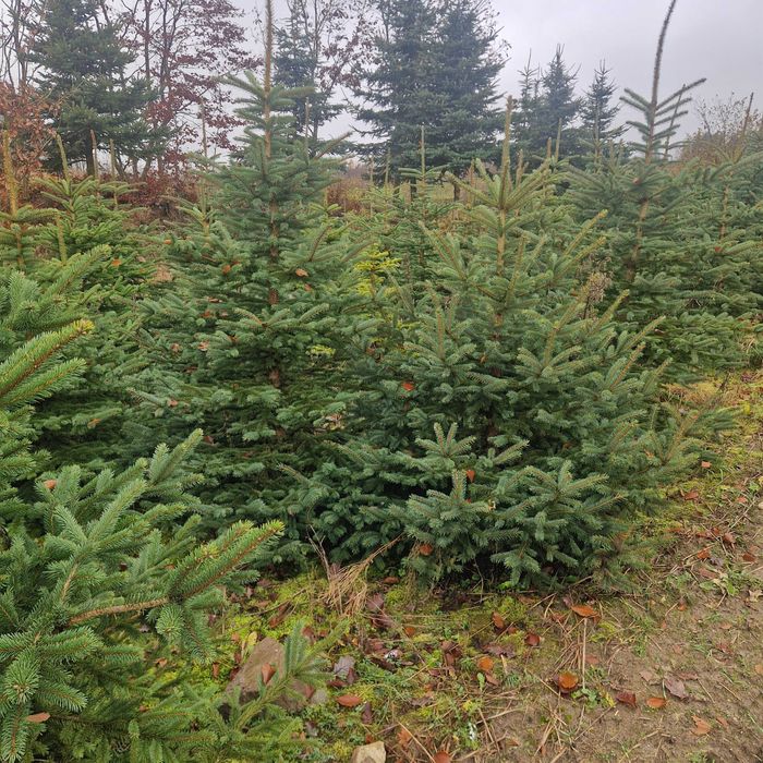 Swierk srebrny choinki