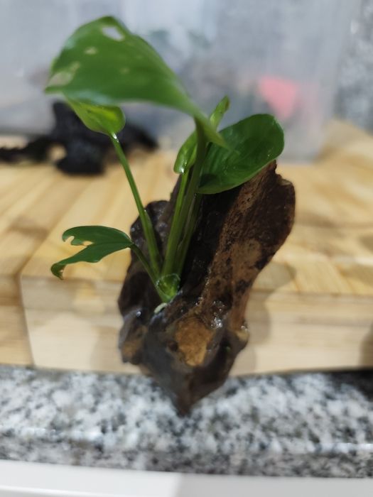 Anubia Dragon Stone ou Tronco Aquário