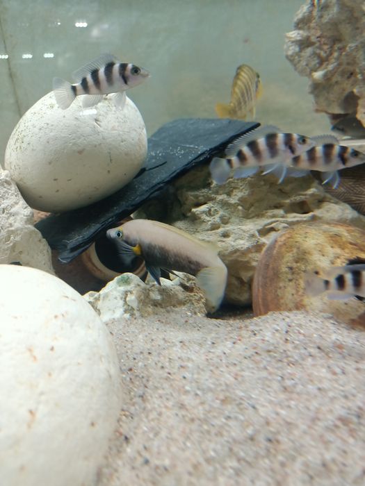 Neolamprologus tretocephalus tanganika