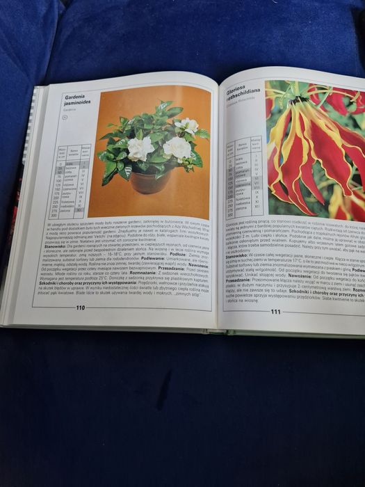 Poradnik -rośliny doniczkowe