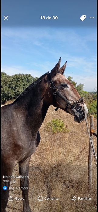 vendo poldra urtiga || PSL