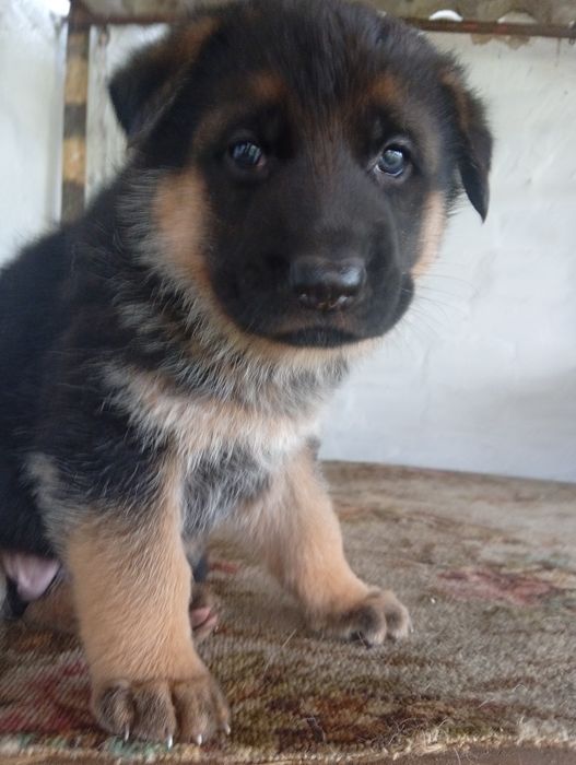 Німецька вівчарка, цуценята