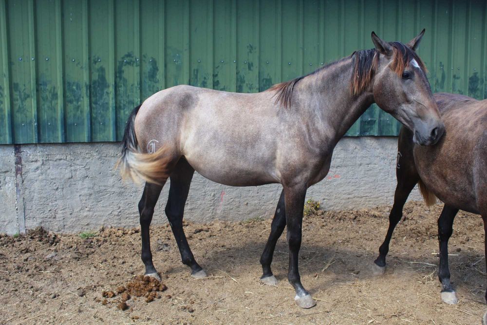 Poldra Lusitana Pura