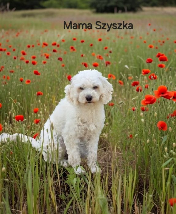 Pudel toy miniatura piesek morelowy