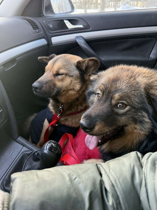 Mulan bardzo grzeczna sunia do adopcji