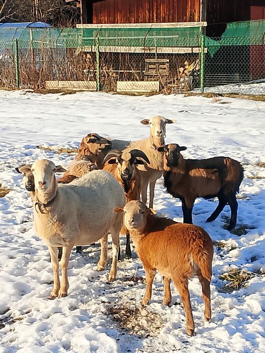 Młode barany, tryk kameruński, owce