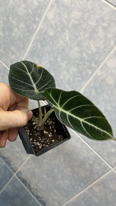 Алоказия Блек вельвет