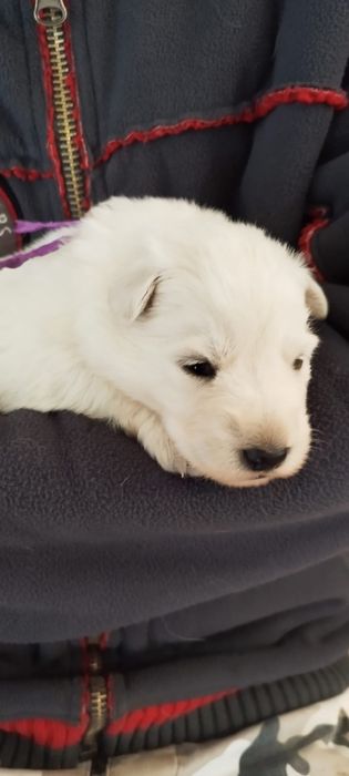 Owczarek szwajcarski