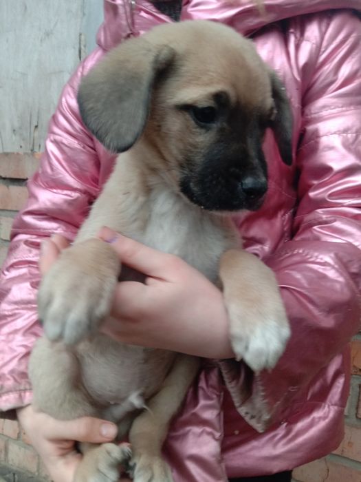 Щеночки бесплатно