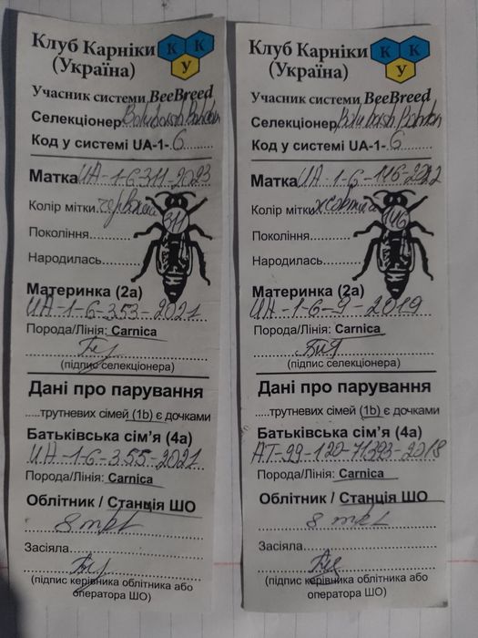 Матки Карніки з матковивідної пасіки