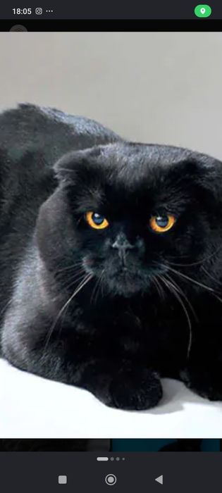 продам котят шотландцы