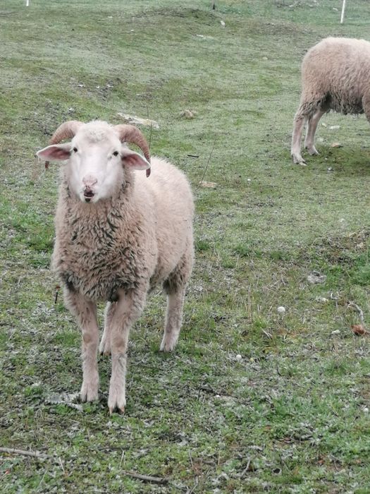 Продам баранчика