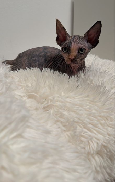 Sphynx tricolor disponivel para entrega