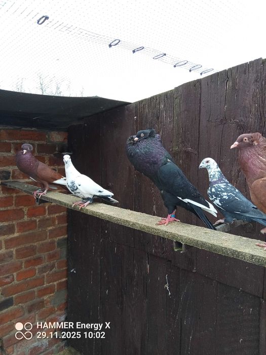 Garłacz Górnoślaski