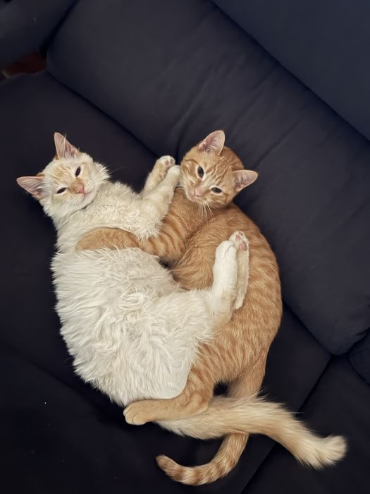 Adoção de gatos
