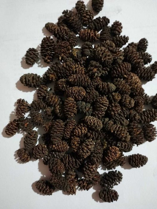 Szyszki olchy czarnej