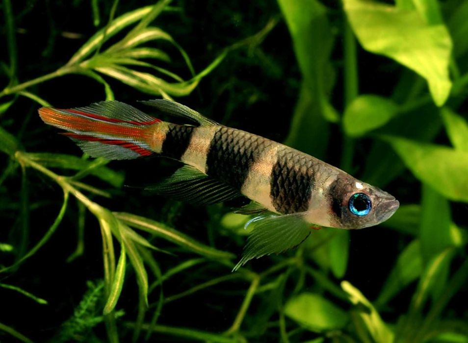 Szczupieńczyk karłowaty - Epiplatys annulatus - dowóz, wysyłka